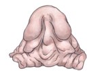 八百万鬼夜行0028ぬっぺふほふ.png